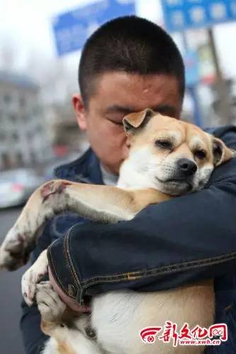 天宇雪橇犬基地 病狗_天宇雪橇犬基地病狗_马犬养殖基地,马犬养殖场