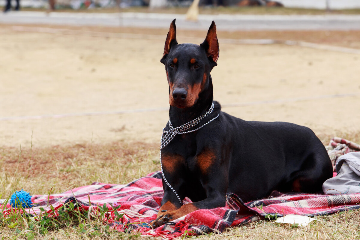 有一种犬，必须要经过人为的剪尾和断耳，你知道是什么品种吗？