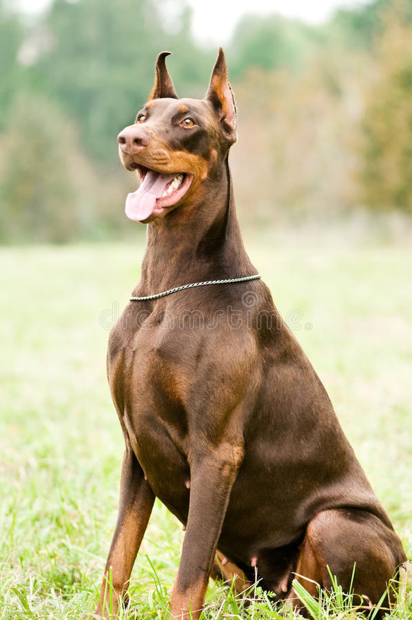 有一种犬，必须要经过人为的剪尾和断耳，你知道是什么品种吗？