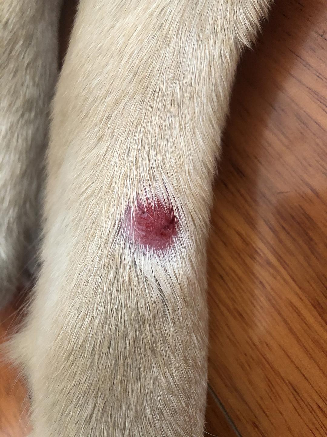 狗狗子宫肌瘤图片图片