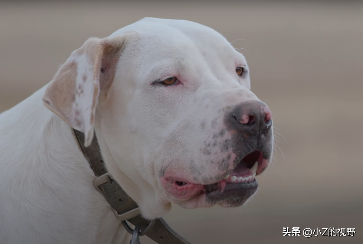 被称为猛犬的五个品种，有些是斗犬出身，它们的历史渊源有哪些？