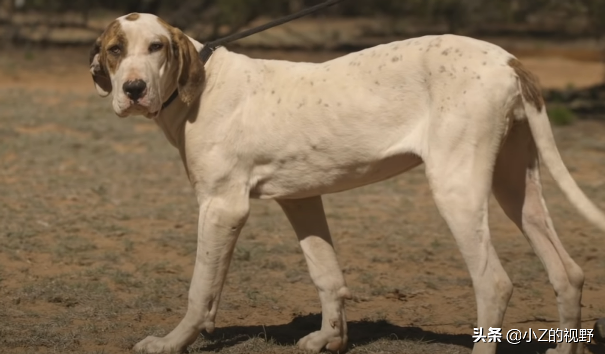 被称为猛犬的五个品种，有些是斗犬出身，它们的历史渊源有哪些？