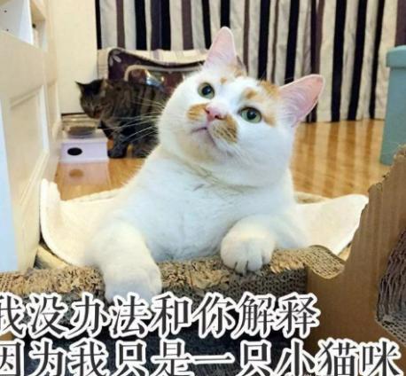 养猫养狗哪个省心_狗和猫能同时养吗_狗和猫哪个好养