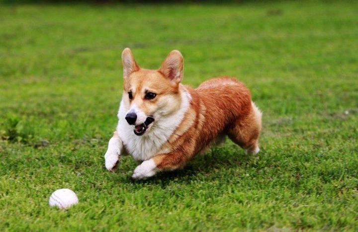 狗大全品种名字和图片_犬狗大全及图片名字_小品种狗犬图片及名字