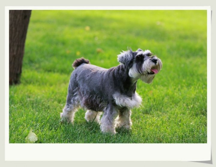 犬狗大全及图片名字_小品种狗犬图片及名字_狗大全品种名字和图片