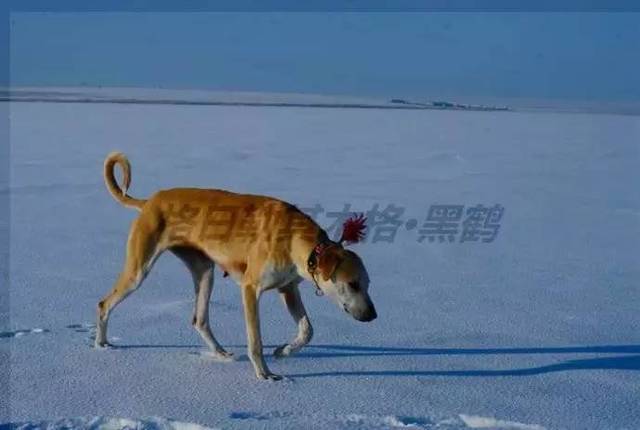 蒙古细犬价格图片