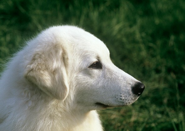 Kuvasz Dog品种