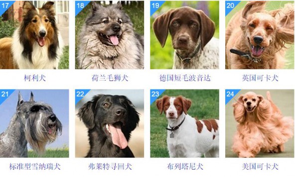 最聪明的狗品种排名_最萌的狗品种排名_最萌的大狗是什么品种