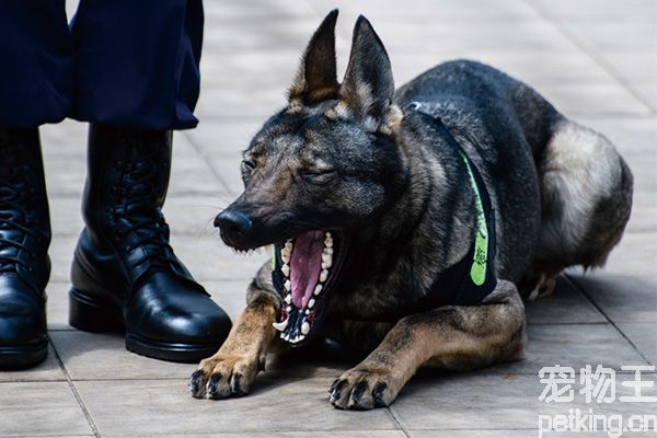 昆明犬训练