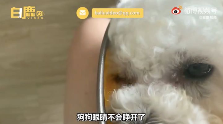 白色博美犬的美容护理_博美狗狗 美容_博美改名星团美容