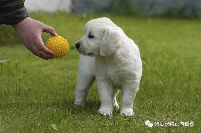 训练金毛大小便视频_怎么训练金毛狗狗视频_训练金毛跳跃方法视频