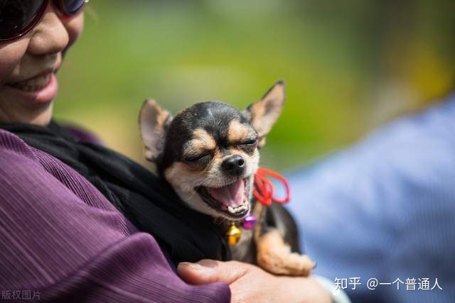 杂交狗_纯种狗和杂交狗哪个贵_吉娃娃杂交狗