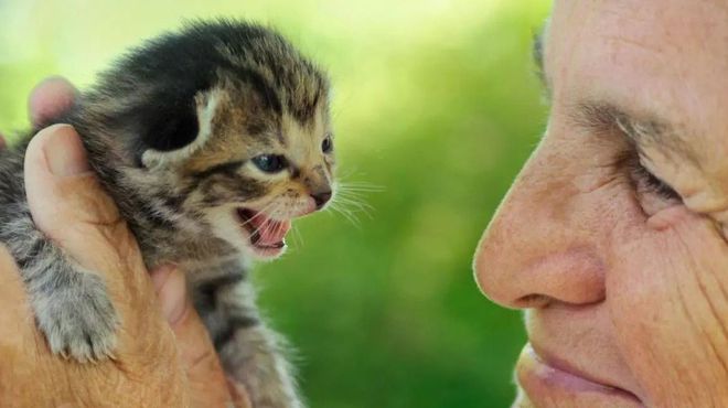 好女不养狗好男不养猫_男抱狗女抱猫情侣头像_男单身养什么狗好