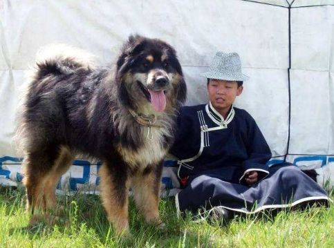 黑色大型犬品种图片_黑色的狗都有什么品种_大耳朵狗立狗品种大全