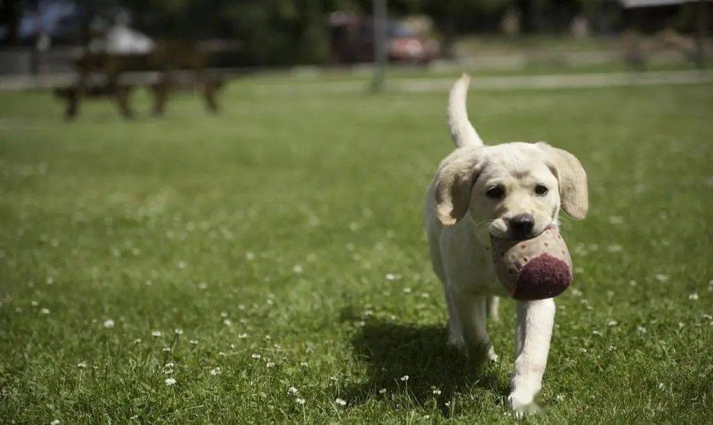 狗狗训练学校打狗狗吗_长岛球石可以捡么_如何训练狗狗捡球
