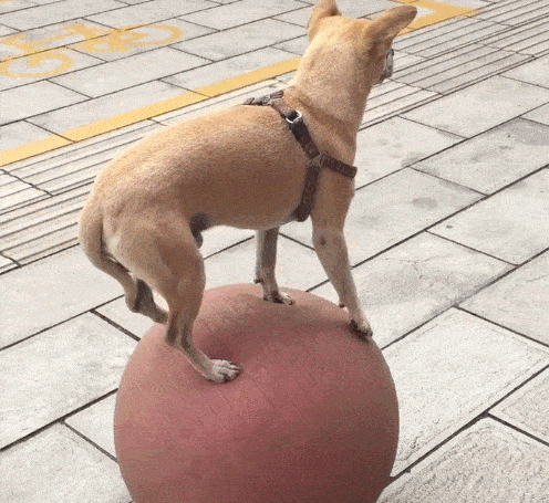 长岛球石可以捡么_狗狗训练学校打狗狗吗_如何训练狗狗捡球