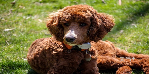 西伯利亚雪橇巨型犬_天宇雪橇犬基地 病狗_马犬成犬养殖基地