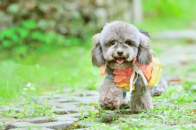 天宇雪橇犬基地 病狗_西伯利亚雪橇巨型犬_马犬成犬养殖基地