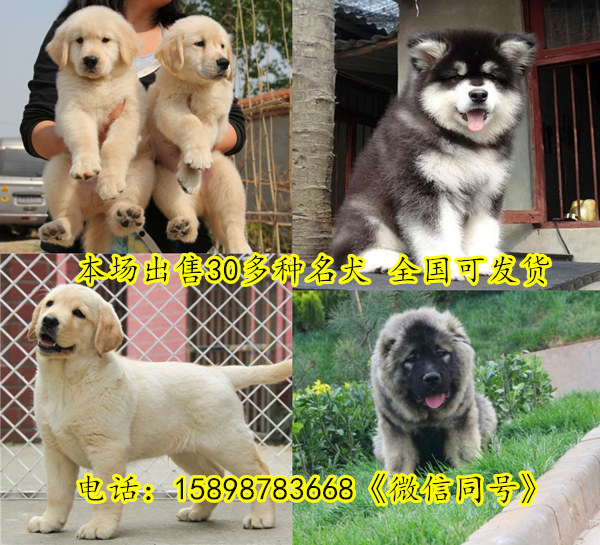 乌鲁木齐米东狗场联系地址出售30多种名犬