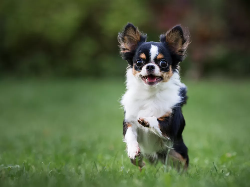 品种最小的狗_小品种狗犬图片及名字_狗品种