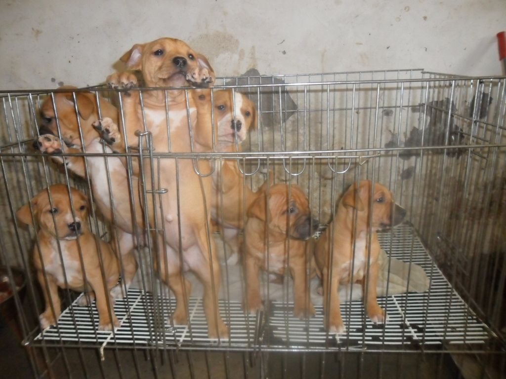 肉食狗是什么品种_肉食狗品种_肉食狗品种