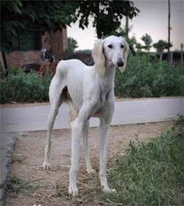 哮天犬的原型，几近灭绝的中国细犬