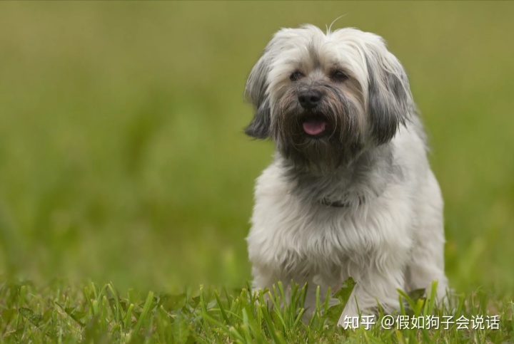 俄罗斯饮料品种大全_俄罗斯的狗品种大全_俄罗斯犬品种图片大全