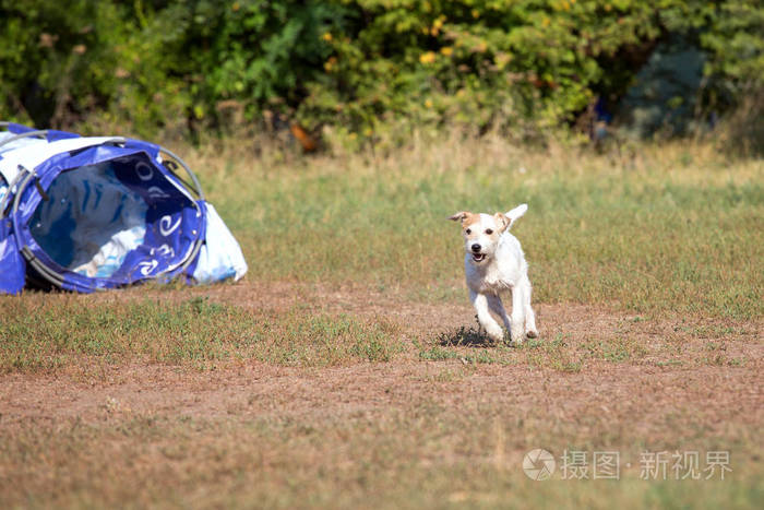 训练狗狗视频_训练狗狗大小便_狗狗训练狗狗