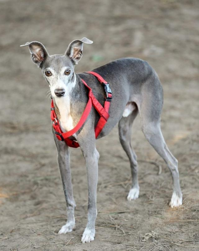 挪威犬图片大全高清（挪威犬的照片）