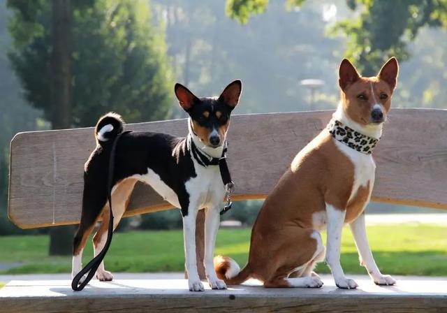 挪威犬图片大全高清（挪威犬的照片）