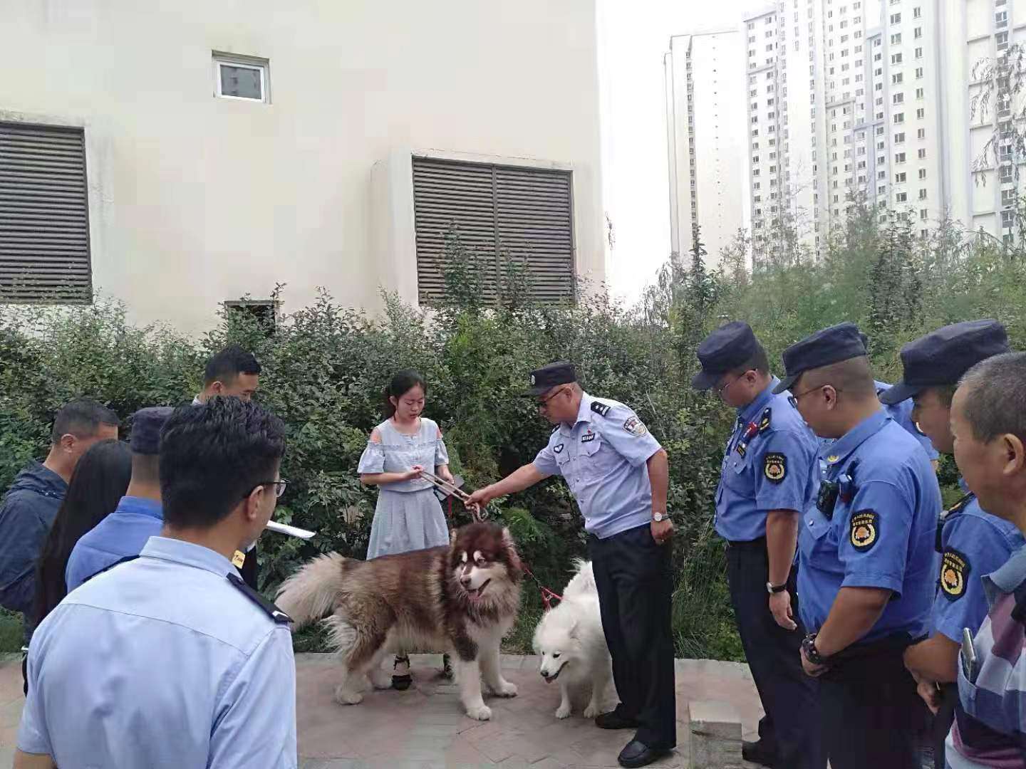 成都宠物店病狗_中兽医治狗猫病看什么书_狗病