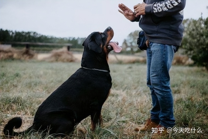 女穿男七十年代养孩子_女总载把男友当狗养完整版_女孩子为什么不能养狗