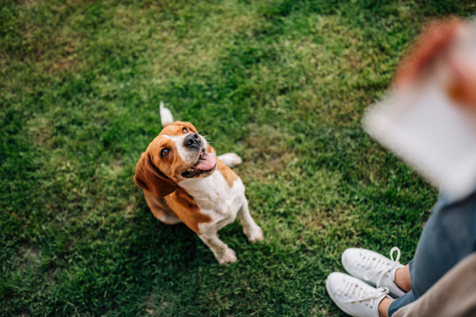 边境牧羊犬等训练_狗狗训练学校打狗狗吗_训练狗狗等