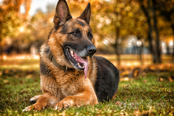 超狗任务的狗是什么品种_狗 品种_德国的狗有什么品种