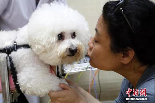 单身独居女性养什么狗_男单身养什么狗好_单身男适合养狗吗