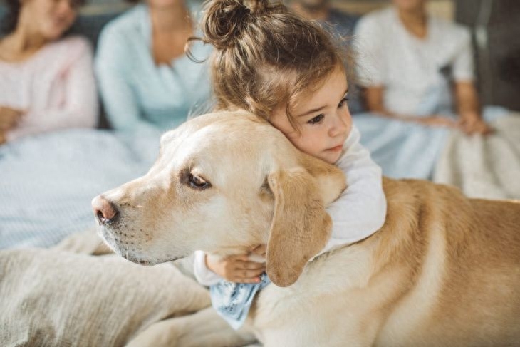 拉布拉多犬的优缺点及性格？（2分钟看完，别养了之后才后悔）