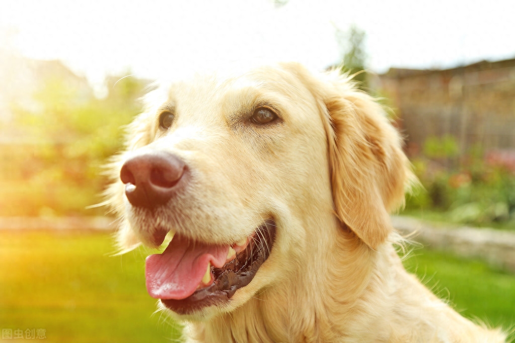 金毛犬吃什么食物最好？（吃这8种可以增加狗狗抵抗地）