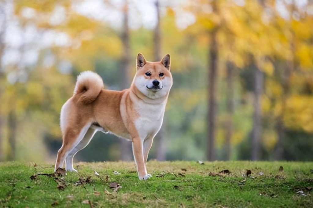 纯种柴犬幼犬特征有哪些？（知道这6个方面可以更清楚）