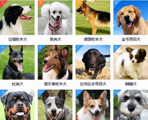 宠物狗狗智商排名榜最聪明(前8位，都是聪明的犬种，秒懂主人的意思)