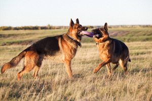 捷克狼犬寿命一般多少年（捷克狼犬多少钱一条）