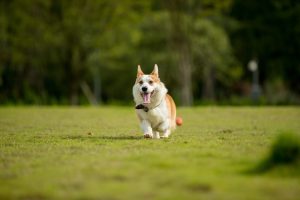 宠物狗死了怎么处理（宠物死后科学的处理方式）