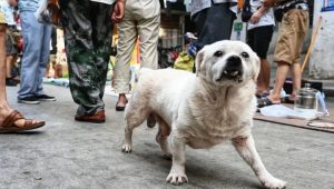 养流浪犬需要做什么准备（养流浪狗需要办些什么手续）