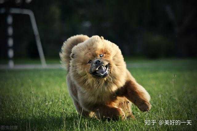 松狮犬价钱_纯种松狮犬多少钱_纯种松狮犬价格