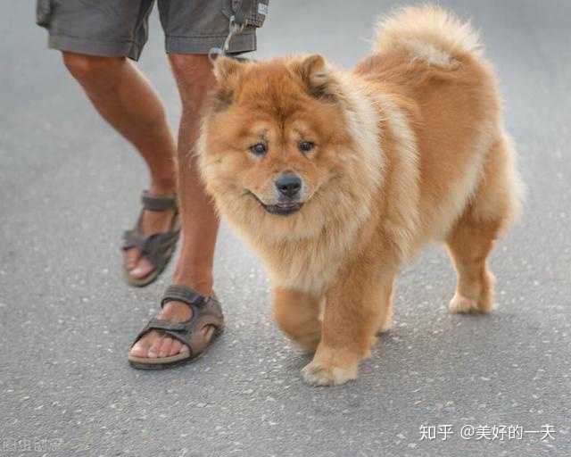 松狮犬价钱_纯种松狮犬多少钱_纯种松狮犬价格