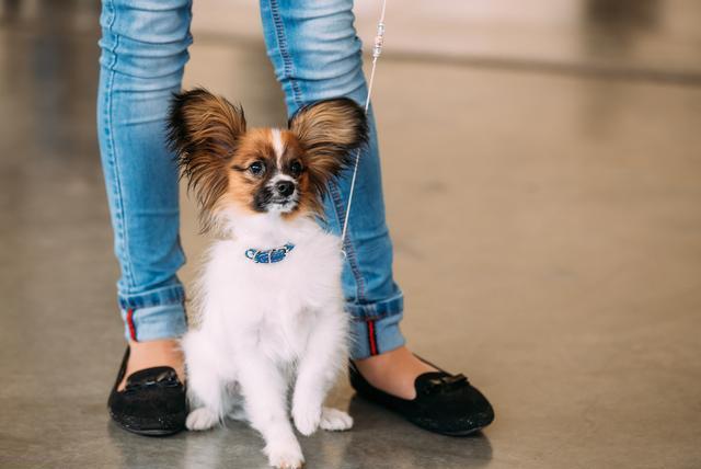 迷你贵宾犬价格_迷你犬贵宾价格多少_迷你犬贵宾价格及图片