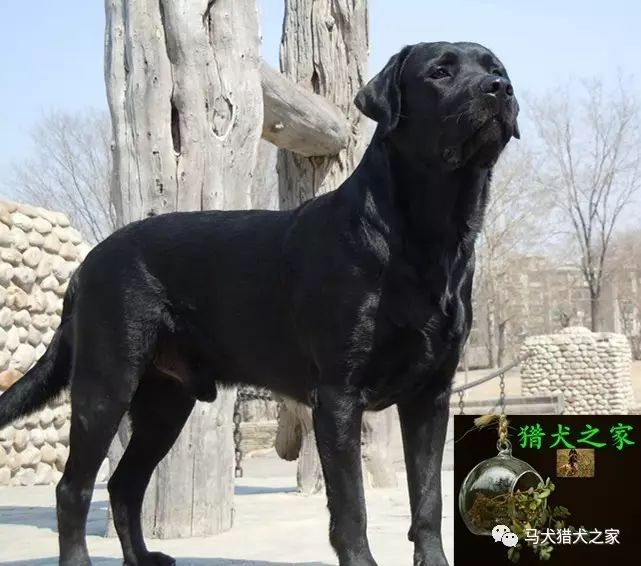 拉布拉多犬图片_狗图片拉布拉多_拉布拉多图片大全图片欣赏