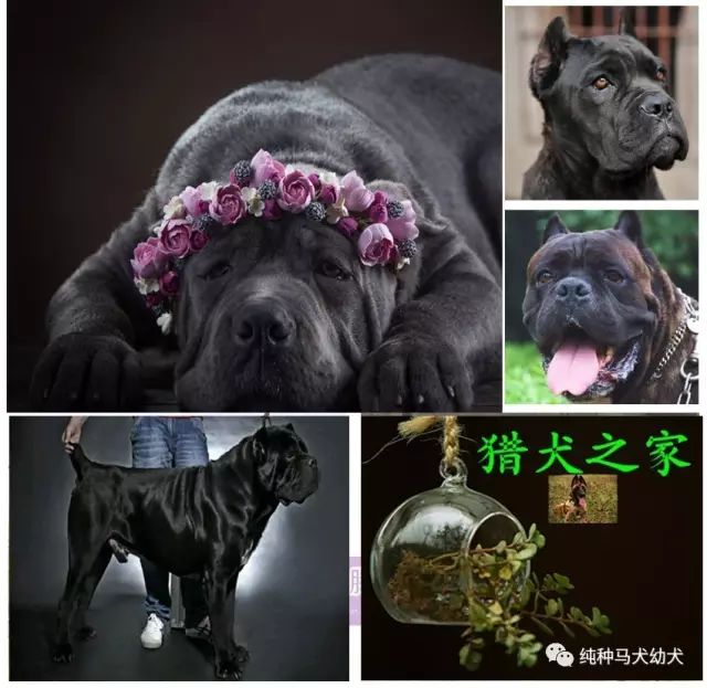 狗图片拉布拉多_拉布拉多犬图片_拉布拉多图片大全图片欣赏