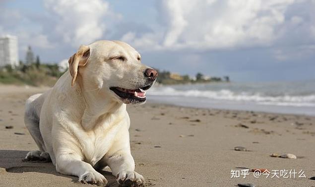 迷你贵宾犬价格_迷你型贵宾犬多少钱一只_迷你犬贵宾价格表