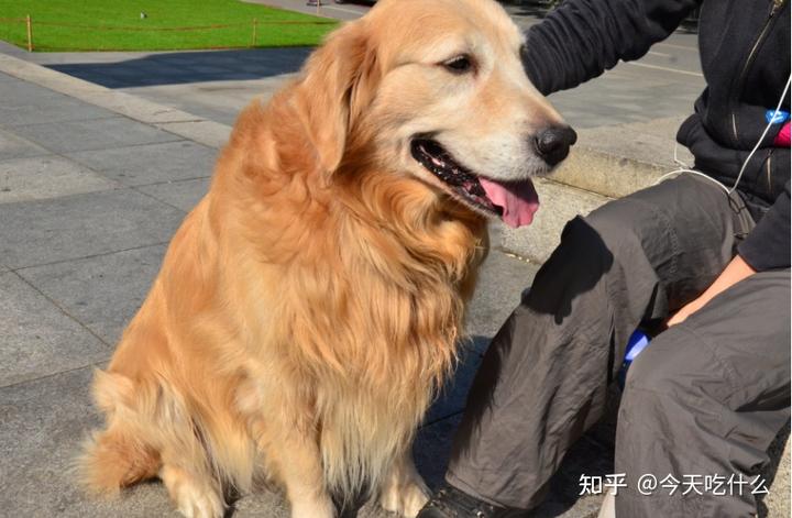 迷你贵宾犬价格_迷你型贵宾犬多少钱一只_迷你犬贵宾价格表