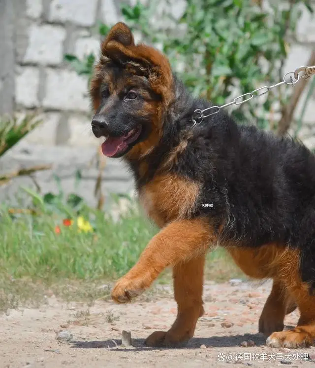 德国牧羊幼犬多少钱_德国牧羊犬幼犬价格_牧羊犬幼犬德国纯种